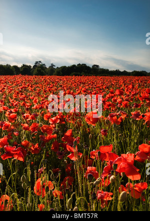 Affichage spectaculaire de coquelicots commun sauvage à une réserve naturelle d'Anglais Banque D'Images