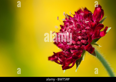 Gros plan d'une macédoine Knautia 'Red Knight', Pincushion flower Banque D'Images