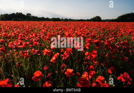 Affichage spectaculaire de coquelicots commun sauvage à une réserve naturelle d'Anglais Banque D'Images