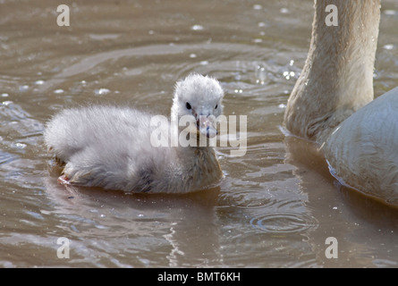 Le cygne de Bewick (Cygnus columbianus bewickii) cygnet. UK Banque D'Images