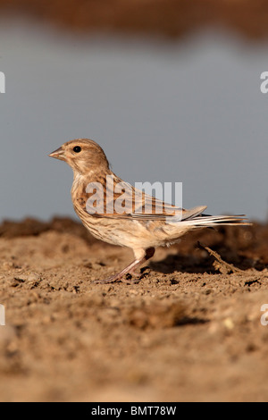 , Carduelis cannabina Linnet, seule femme à boire extérieure, Bulgarie, mai 2010 Banque D'Images