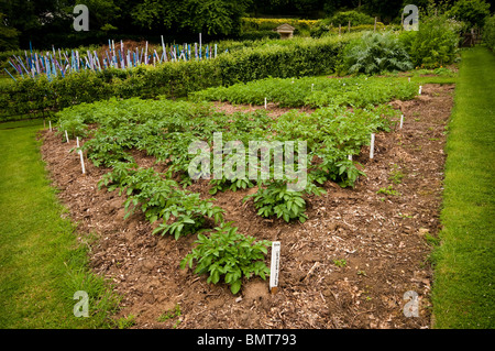 De plus en plus de plants de pommes de terre dans le potager à Painswick Rococo Garden dans les Cotswolds Banque D'Images