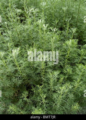 Artemisia abrotanum Southernwood Banque D'Images