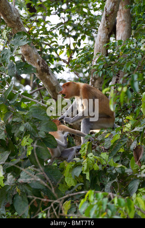 Proboscis Monkey Nasalis larvatus assis dans l'arbre au-dessus de la rivière Kinabatangan, Sabah, Bornéo, Malaisie. Banque D'Images