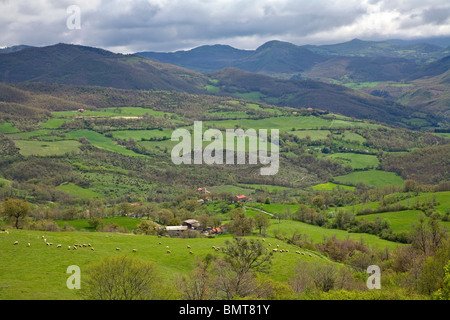 Les moutons broutent les verts pâturages à l'ouest de Pieve Santo Sfefano, dans l'Apennin Central, Toscane, Italie Banque D'Images