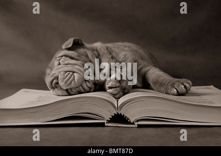 Chiot s'endormit tôt le matin, après de longues heures d'étude - Sépia Banque D'Images