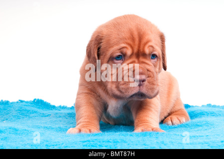 Petit chiot endormi assis sur un tapis bleu Banque D'Images