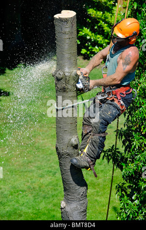 Chirurgien de l’arbre Banque D'Images