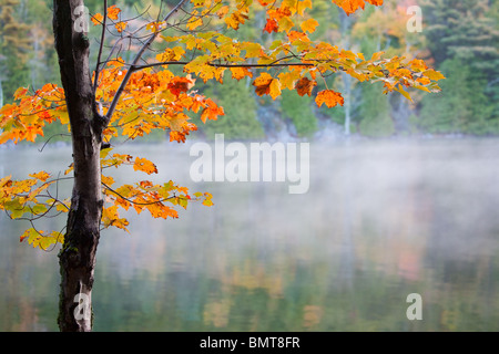 Matin lumière apporte couleurs d'automne à la vie sur les rives de l'étang de la bulle. L'Acadia National Park, Maine, USA. Banque D'Images