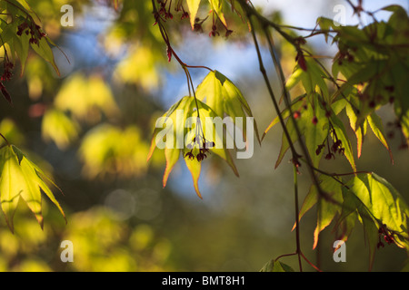 Printemps & la première belle feuilles vertes éclatantes d'Acer palmatum ssp amoenum doux dans la lumière du soleil pommelé Banque D'Images