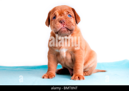 Chiot nouveau-né de dogue de Bordeaux assis Banque D'Images