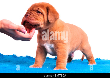 Cute Dogue de Bordeaux chiot est debout sur un tapis bleu Banque D'Images