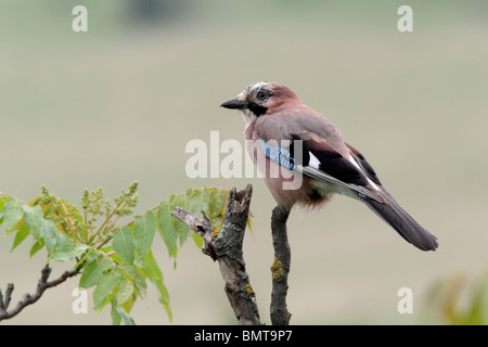 Jay, Garrulus glandarius, seul oiseau perché sur une branche, Bulgarie, mai 2010 Banque D'Images