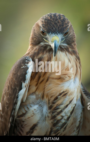 Close up of red-tailed hawk Banque D'Images