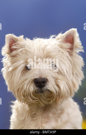 West Highland White Terrier, 12 ans / Westie Banque D'Images