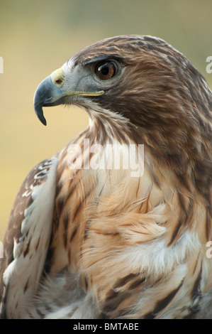 Close up of red-tailed hawk Banque D'Images