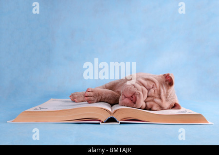 Chiot dormir doucement sur un livre ouvert Banque D'Images
