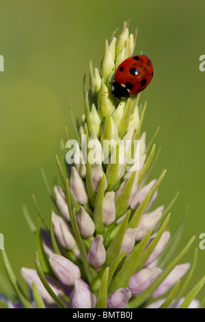 Coccinelle posée sur la commune orchidée, Herefordshire, Banque D'Images