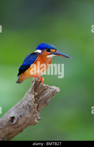 Blue eared Kingfisher Alcedo meninting de pêche sur la rivière Kinabatangan, Bornéo, Sabah, Malaisie. Banque D'Images