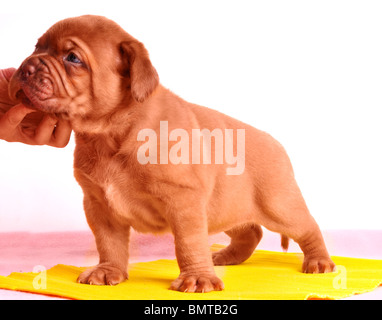 Nouveau-Dogue de Bordeaux chiot est debout sur un tapis jaune Banque D'Images