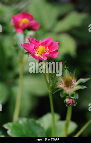 La floraison fraise (Fragaria X ananassa). C'est hybride variété a des fleurs roses, au lieu de blanc. Banque D'Images