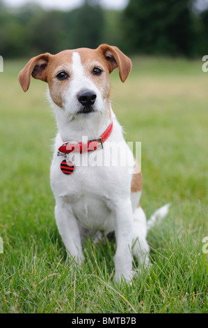 Parson Jack Russell Terrier assis dans un parc Banque D'Images