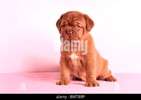 Dogue de Bordeaux chiot est assis sur un tapis rose looking at camera Banque D'Images