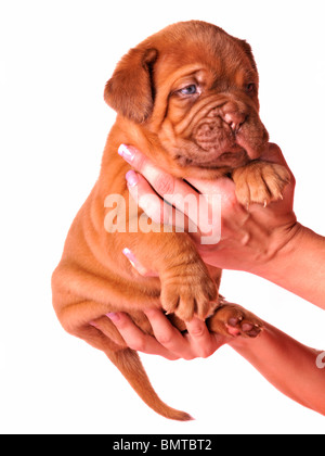 Un mois vieux Dogue de Bordeaux chiot dans les mains des femmes Banque D'Images