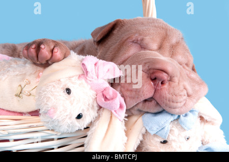 Chiot mignon de dogue de Bordeaux dormir avec un jouet dans un panier Banque D'Images