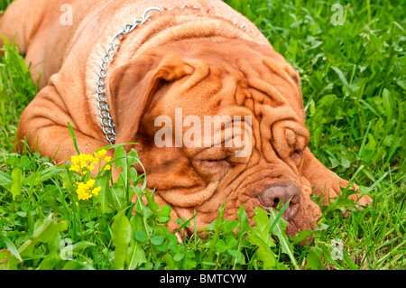 Dogue de Bordeaux le couchage en herbe de l'été Banque D'Images