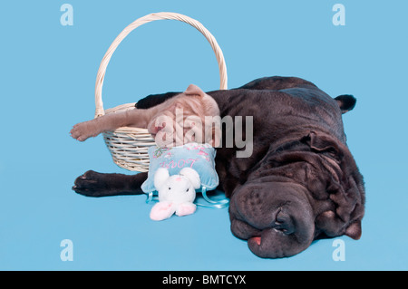 Petit chiot endormi dans un panier avec son grand ami bullmastiff Banque D'Images