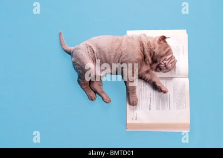 Chiot endormi sur un livre de cuisine Banque D'Images