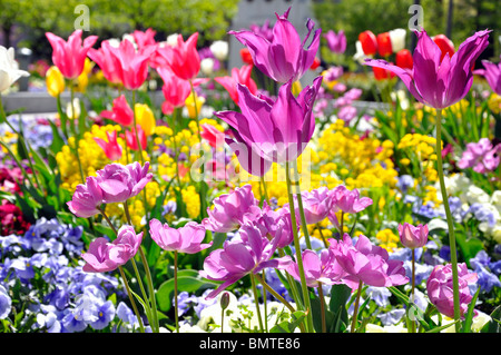 Jardin avec fleurs mixtes au printemps en fleurs Banque D'Images