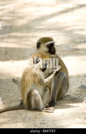 Singe Cercopithecus aethiops dans le parc national du lac Nakuru, Kenya Banque D'Images