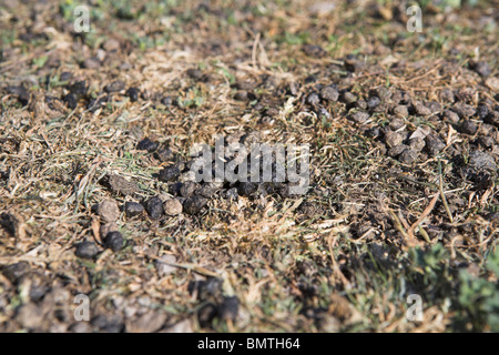 Lapin européen Oryctolagus cuniculus crottes au Weston Moor, Somerset, en mai. Banque D'Images