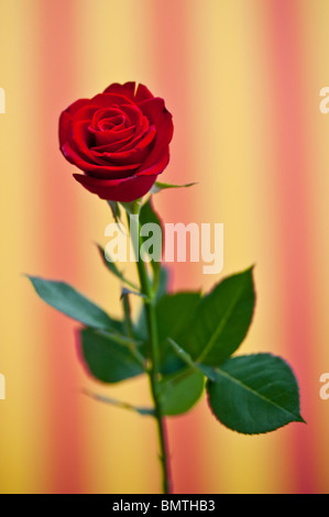 Vue d'une main tenant une rose rouge avec le drapeau catalan comme un arrière-plan pour la célébration de Saint George Banque D'Images
