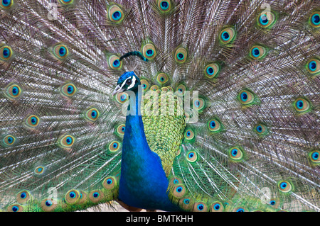 Il se pavane Peacock's stuff.à la caméra à l'oeil gauche avec colorés.la beauté. Banque D'Images