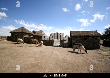 Llama & Alpaca en dehors d'une ferme près de Sillustani, lac Umayo près de Puno, Pérou. Banque D'Images