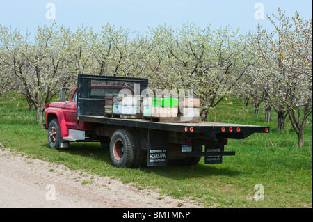 Ruches sur camion stationné sur une route près de la cerisaie au printemps, pollinisent les fleurs. Banque D'Images