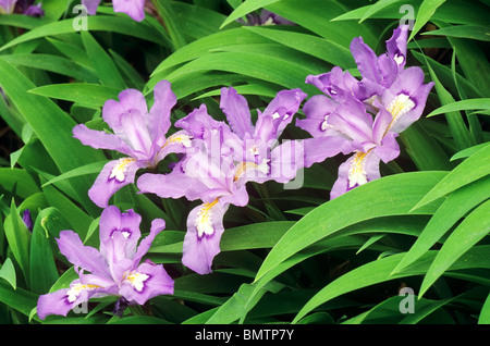 Iris Iris nain à crête (crestata) dans le Great Smoky Mountains National Park, États-Unis Banque D'Images