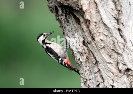 Woodpecker Dendrocopos syriacus, syrienne, seule femelle au nid, Bulgarie, mai 2010 Banque D'Images