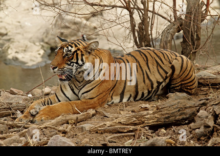 Tiger assis près de l'eau d'un trou dans le Parc National de Ranthambhore, Inde Banque D'Images