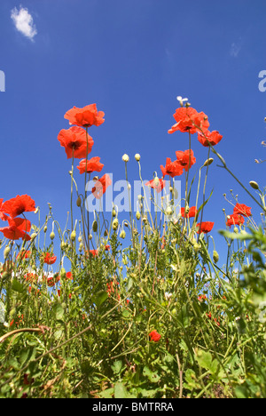 Un tapis de coquelicots sur une réserve naturelle à Worcestershire Bewdley Banque D'Images