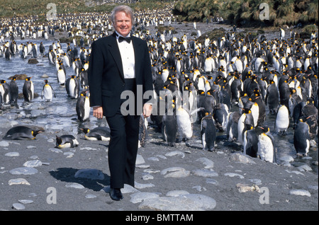 Un visiteur de l'Antarctique comme il se doit dans une des robes tuxedo pour voir le Roi des pingouins au Gold Harbour sur l'île de Géorgie du Sud dans le So. L'océan Atlantique. Banque D'Images