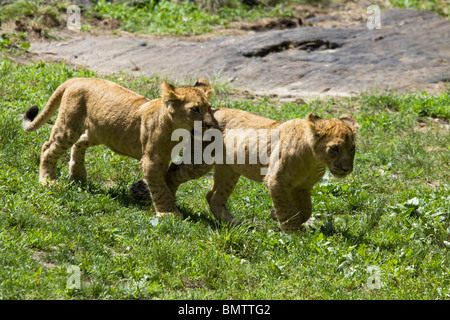 Des lionceaux jouant Banque D'Images