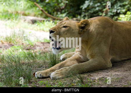 Lionne, Bronx Zoo Banque D'Images