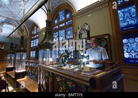 Natural History Museum, Vienne, Autriche Banque D'Images