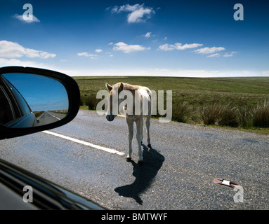 Poulain poney Exmoor approche une voiture sur Exmoor, Somerset, UK Banque D'Images