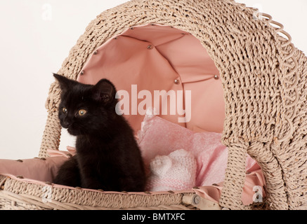 Adorable chaton noir en détente landau jouet Banque D'Images