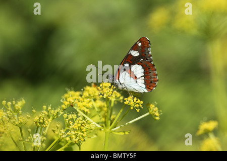 Le sud de l'Amiral (Limenitis reducta) Banque D'Images